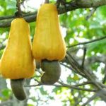 cashew