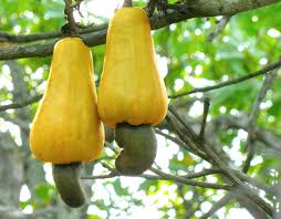 Nigeria set to lead global cashew production —NCAN Jan 23, 2026