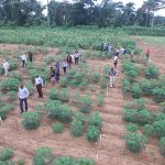 cassavaweed-targets-11000-farmers-across-Nigeria_FEATURE-