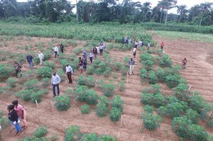 cassavaweed-targets-11000-farmers-across-Nigeria_FEATURE-