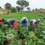 Kaduna farmers