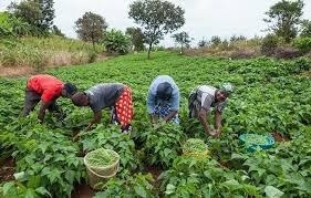 Kaduna farmers
