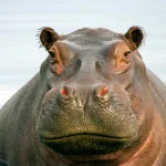 hippo