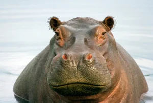 hippo