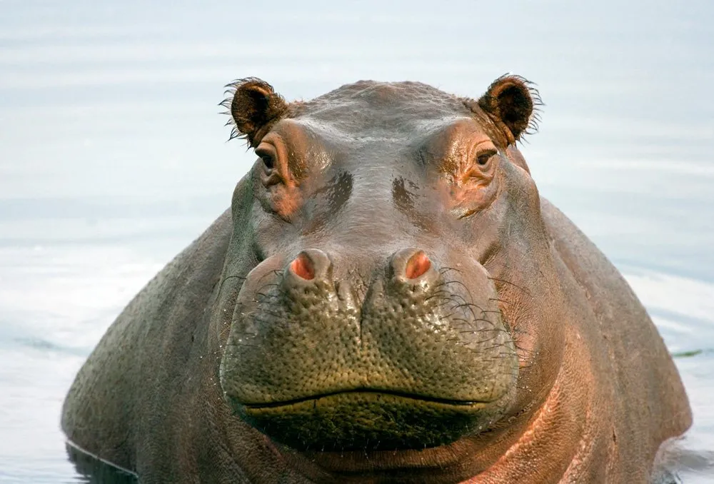 hippo
