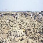 •Kaduna yam market