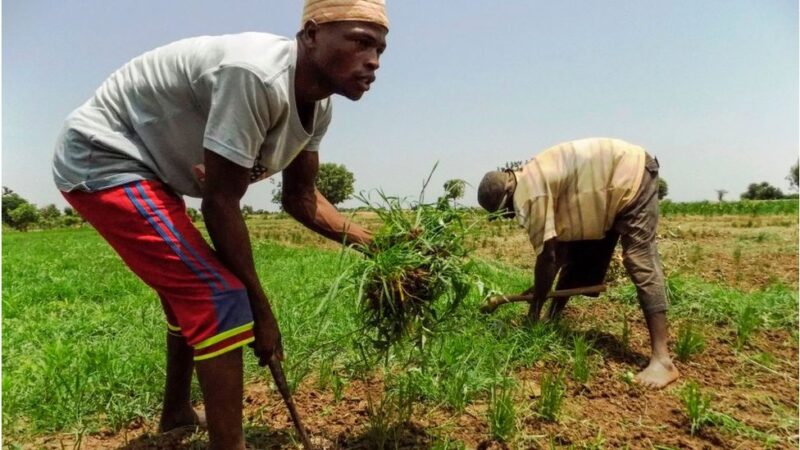 106423310_rice-farming-nigeria-800×450