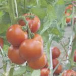 A tomato farm
