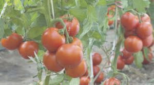 A tomato farm