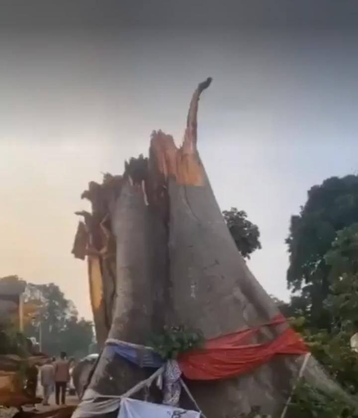 Egugu Ancestral tree collapse