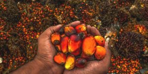 oil palm economy