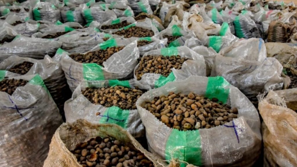 Shea nuts