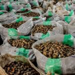 Shea nuts
