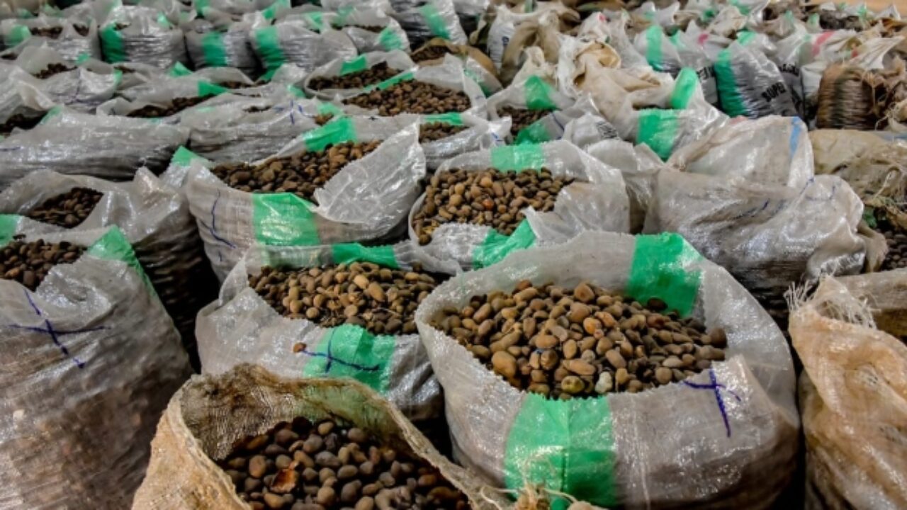 Shea nuts