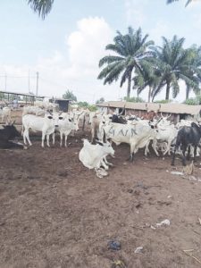 Nwagboso: From Public Policy Studies to farming