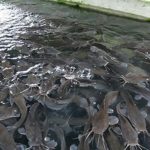 A-fish-pond