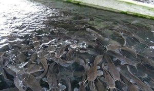 A-fish-pond