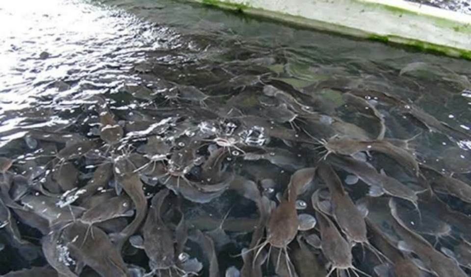 A-fish-pond
