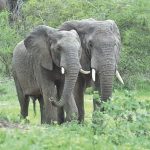 African rain forest elephants