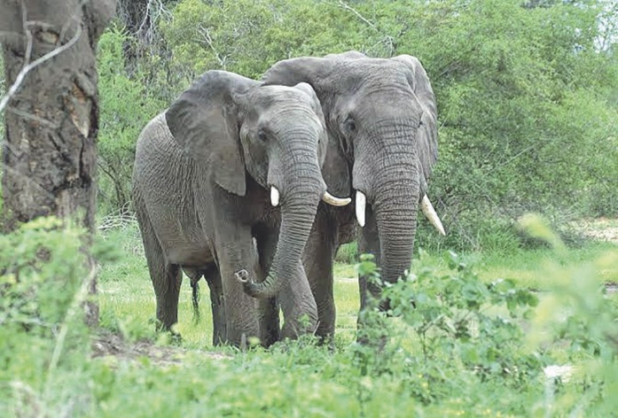 African rain forest elephants