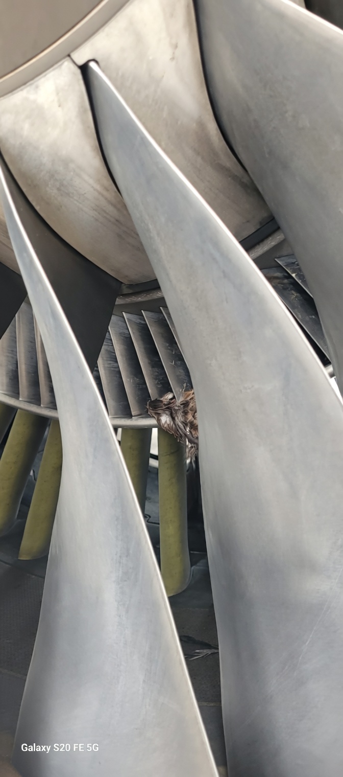 Bird strike