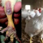 bird-flu