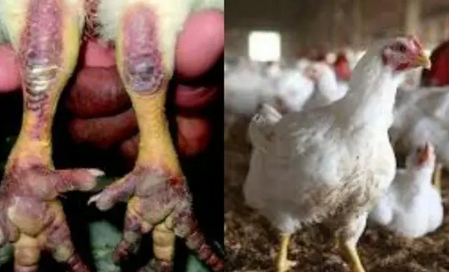 bird-flu