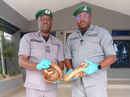 Wildlife trafficking: FOU Zone B Customs intercepts live pangolins