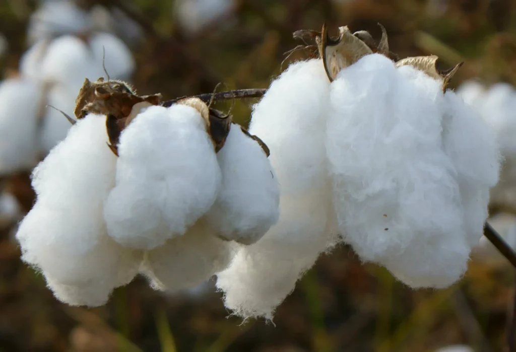 cotton