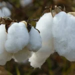 cotton
