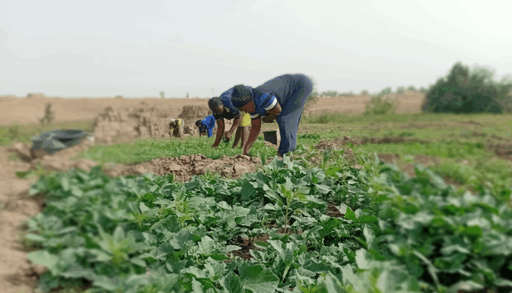 Magret-Idibia-and-other-vegetable-farmers-in-Jakanwa-Community-in-Nasarawa-State-Credit-Peoples-Gazette-Ahmed-oluwasanjo-1200×685