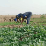 Magret-Idibia-and-other-vegetable-farmers-in-Jakanwa-Community-in-Nasarawa-State-Credit-Peoples-Gazette-Ahmed-oluwasanjo-1200×685