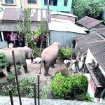 Panic in Oyo as wild elephant attacks residents
