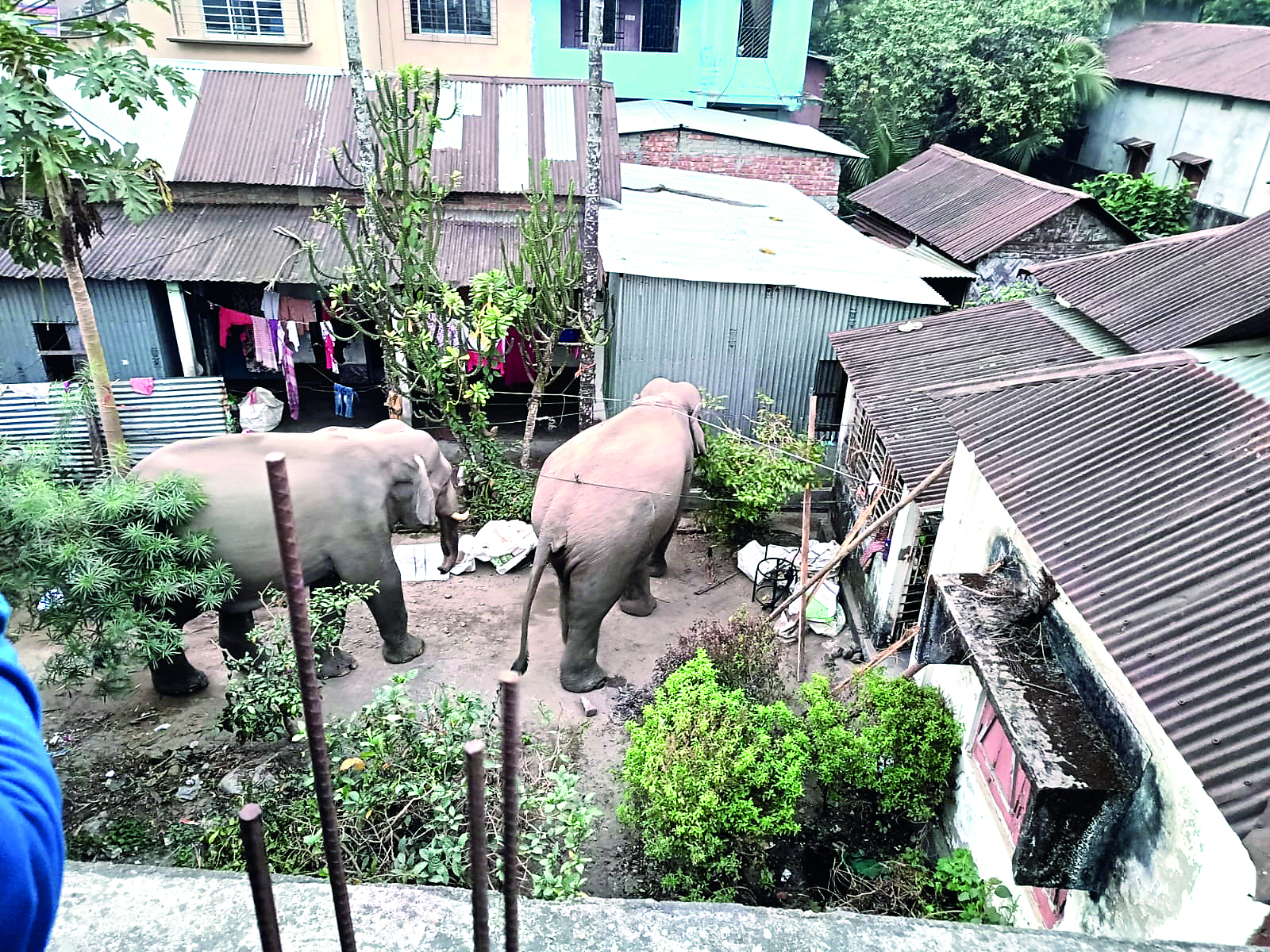 Panic in Oyo as wild elephant attacks residents