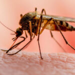 malaria-1062×598