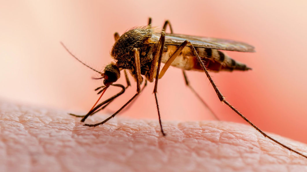 malaria-1062×598