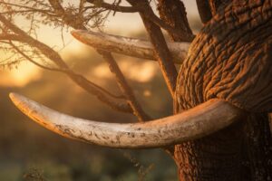 Elephant tusk