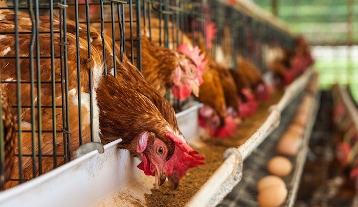 poultry