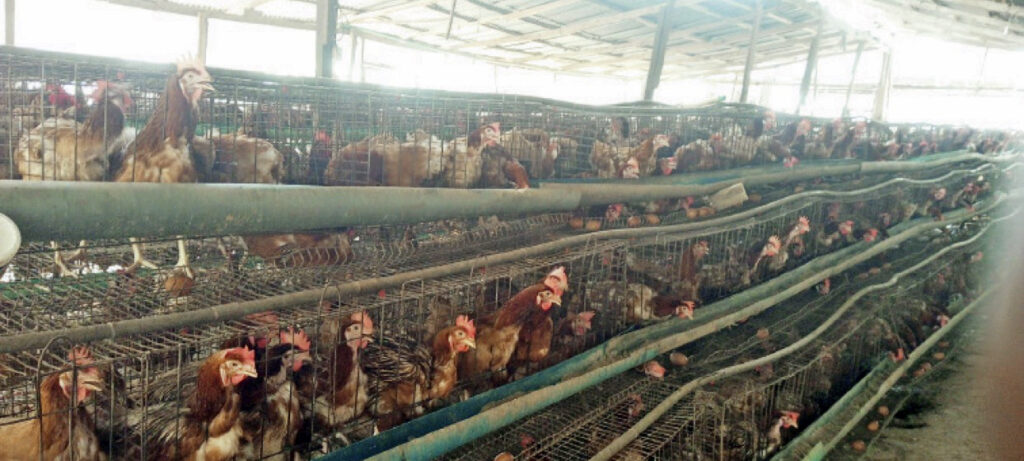 A poultry pen