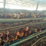 A poultry pen