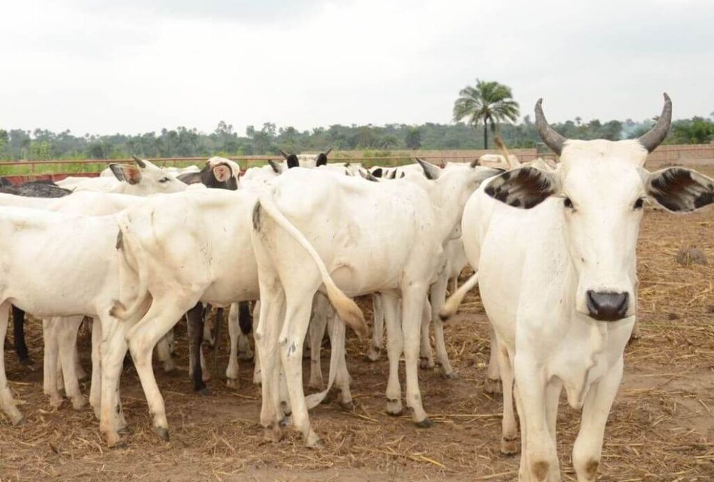 Dominion-Cattle