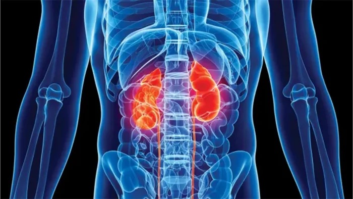 KIDNEYS