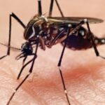 Malaria