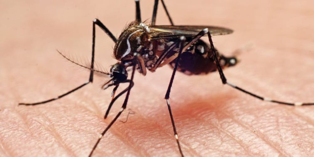 Malaria