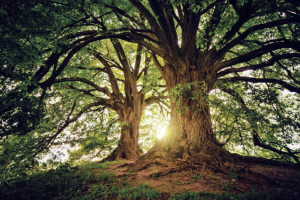 Meditating between creation and becoming Ancestors (part I)