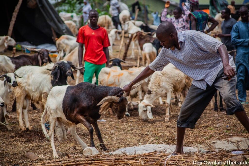 RAM-SALE-IN-ABUJA13