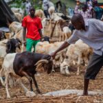 RAM-SALE-IN-ABUJA13