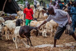RAM-SALE-IN-ABUJA13