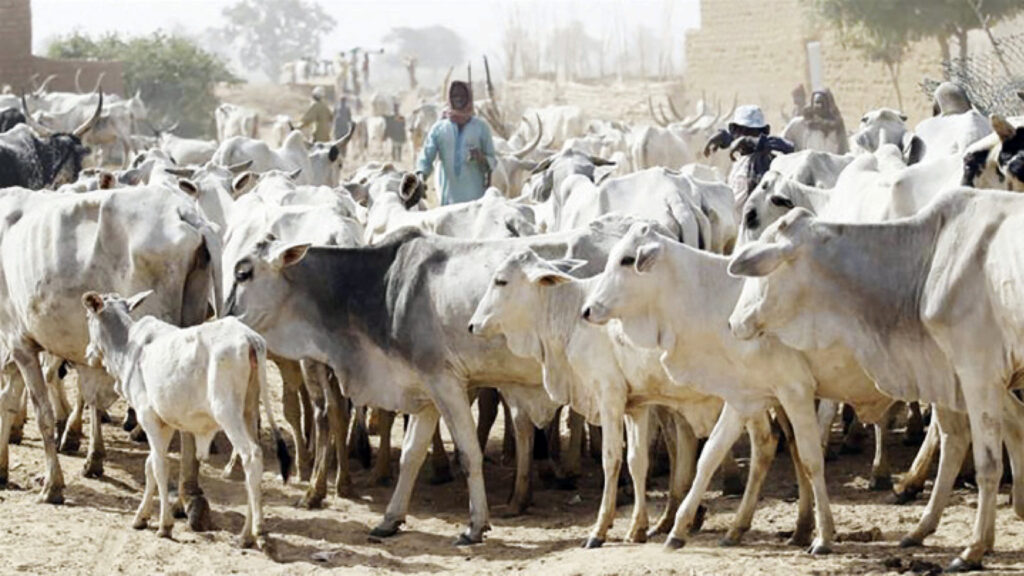 cows