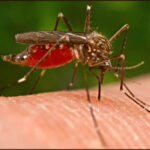 malaria1